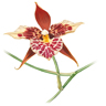Orchidée cambria ou odontoglossum